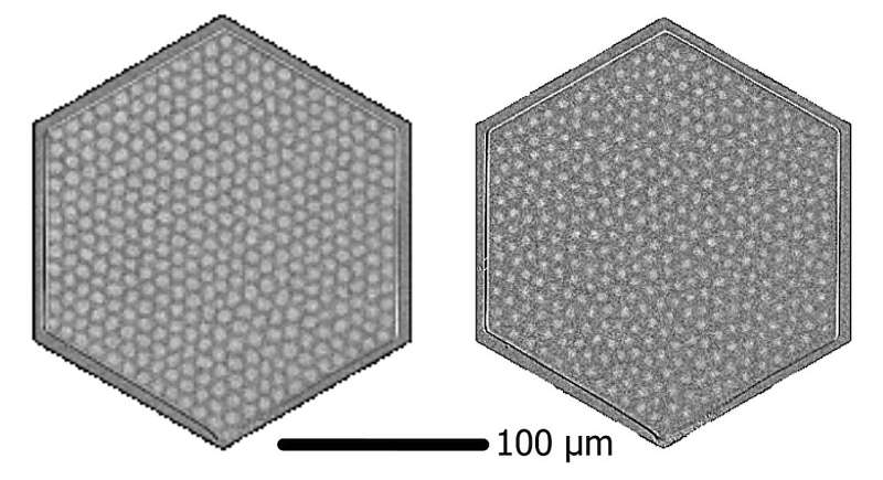 First real-time observation of two-dimensional melting process