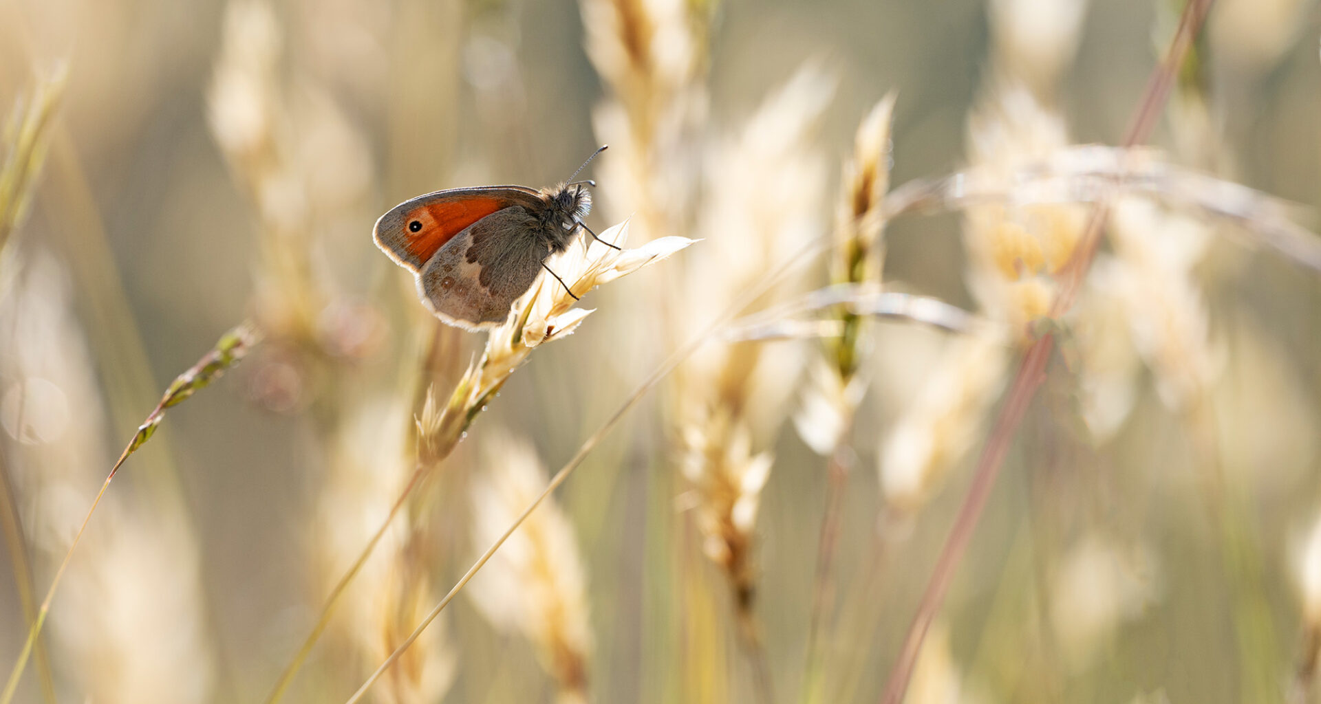 Macro close-up photograph by Nigel A Ball showing a butterfly on a blade of grass will blurred grasses in the background