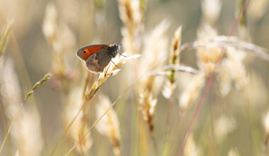 Macro close-up photograph by Nigel A Ball showing a butterfly on a blade of grass will blurred grasses in the background
