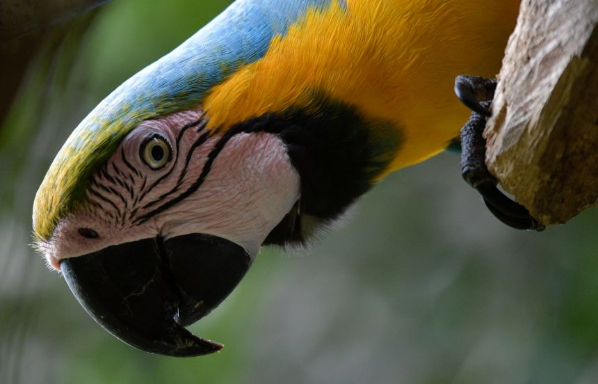 A macaw is seen at Santa Sofia Uchuma community, near Leticia, Amazonas department, Colombia, on November 19, 2020.