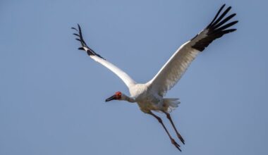 SIberian crane: Back from the brink