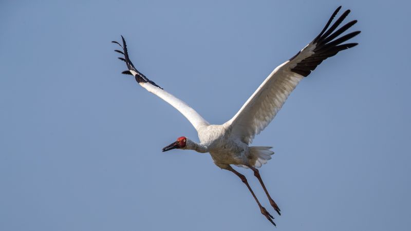 SIberian crane: Back from the brink