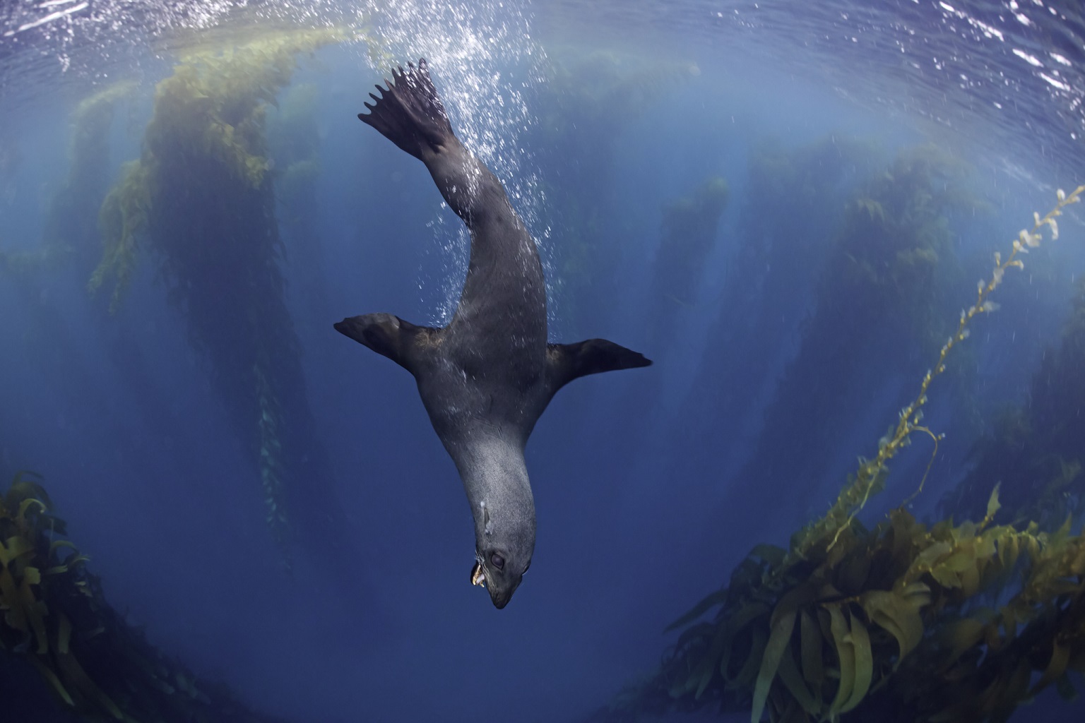 Among the four U.S.-sponsored proposals are one that would lower protections from Appendix I to Appendix II for the Guadalupe fur seal, which was once driven to near extinction by commercial hunting along the coast of Mexico and the U.S.