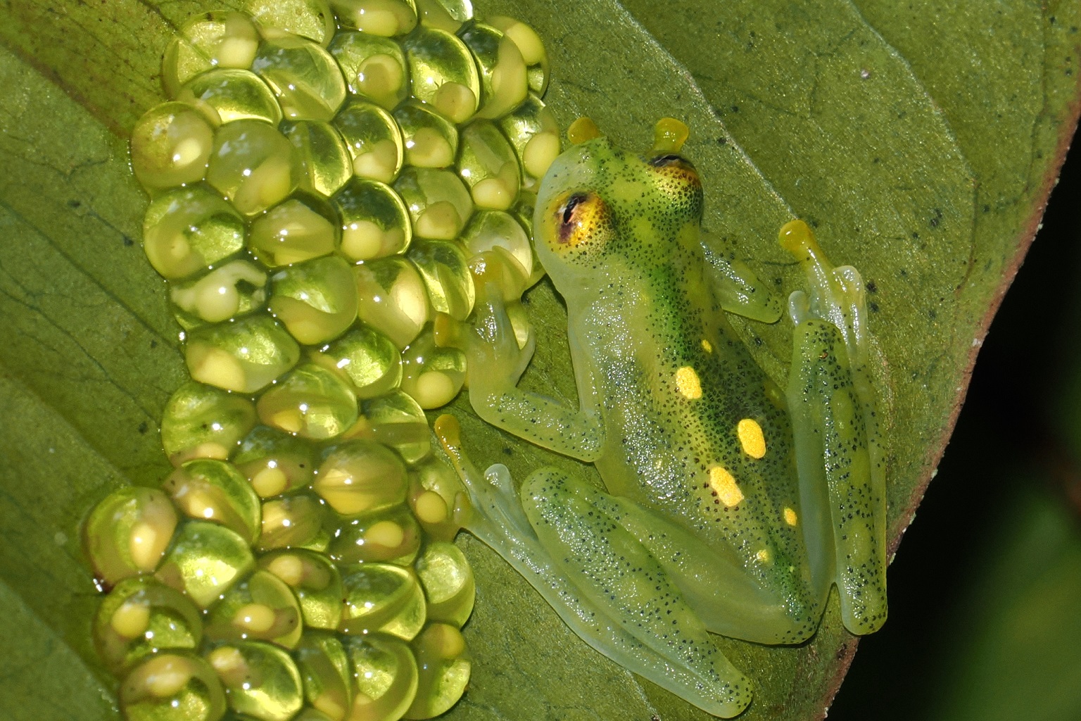 Atrato glass frog from Colombia. Glass frogs, native to Central America and Colombian rainforests, have transparent skin and are in demand as exotic pets in the U.S. In CoP 19, the U.S. co-sponsored a proposal with other range states to list all species of glass frogs on CITES Appendix II to regulate the trade so that wild populations are not depleted.
