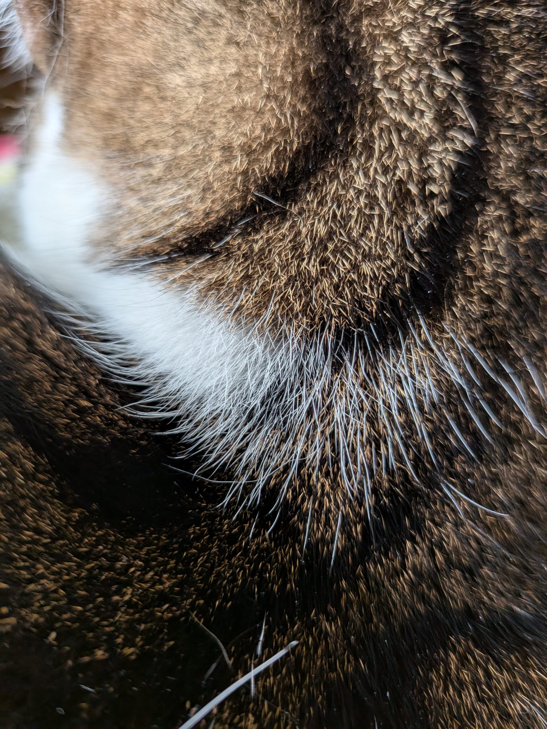 A Macro Focus of a cat's fur, taken with the Google Pixel 10.