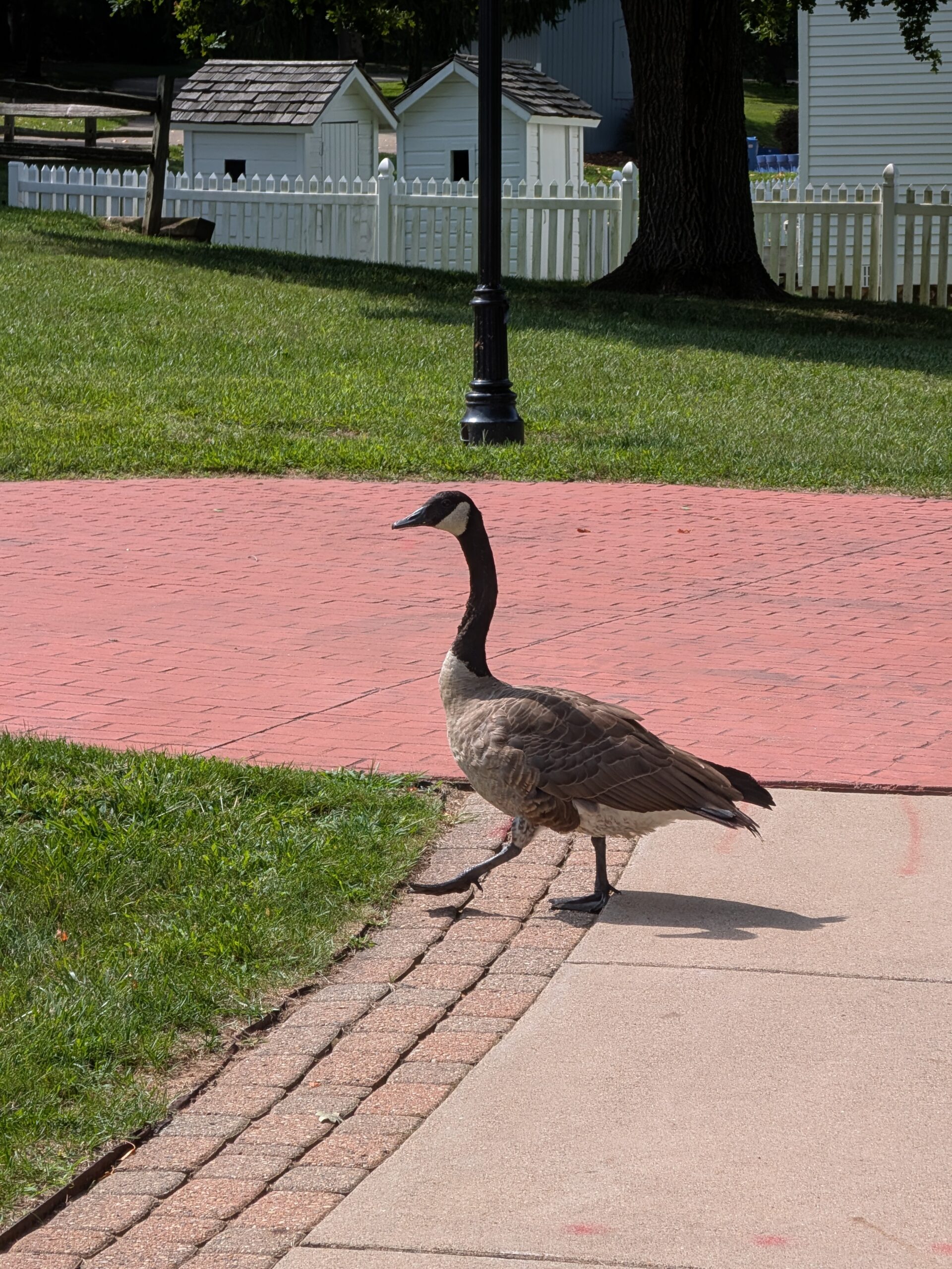 A photo of a goose, taken with the Google Pixel 10.