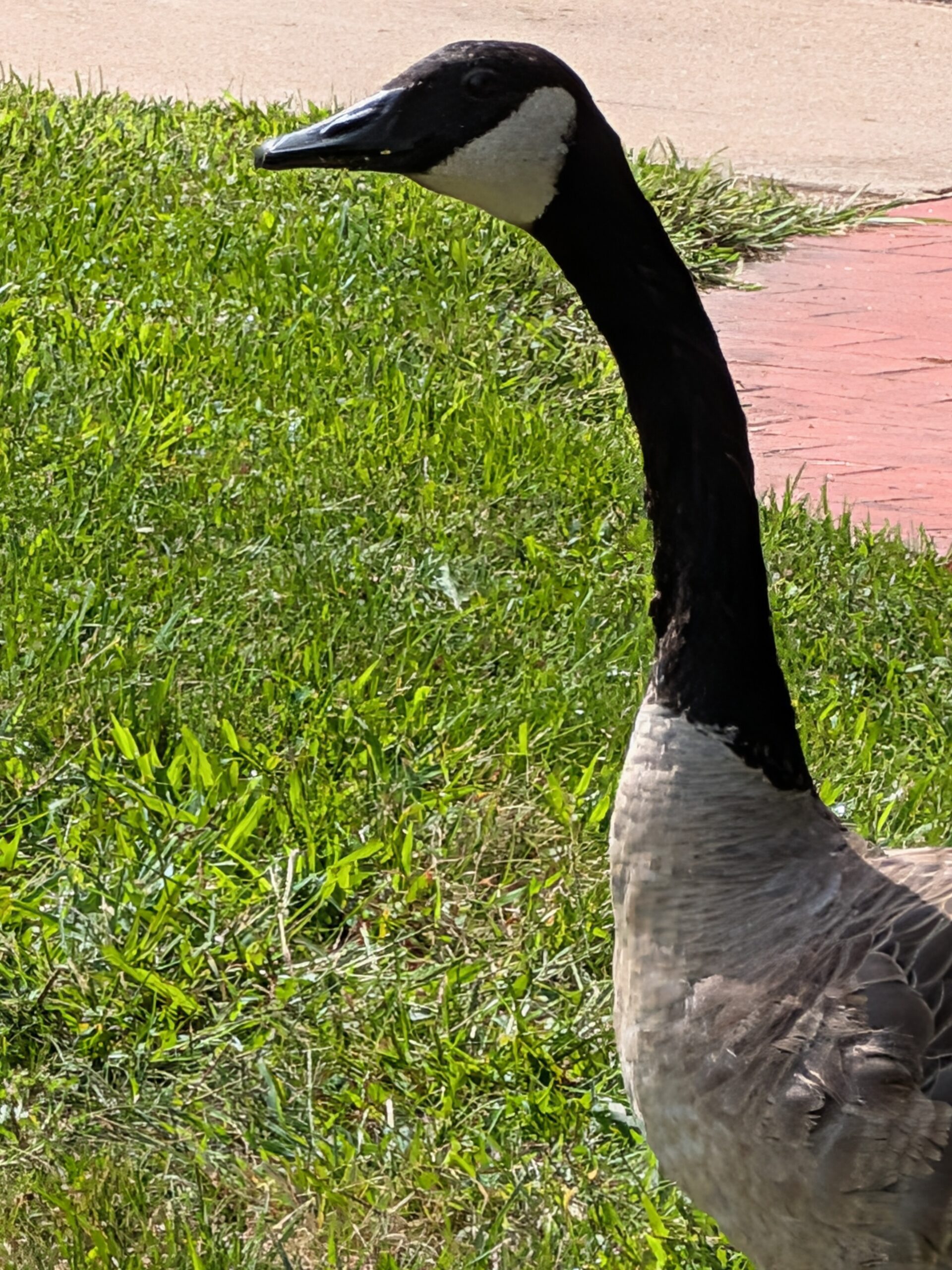 A photo of a goose, taken with the Google Pixel 10.