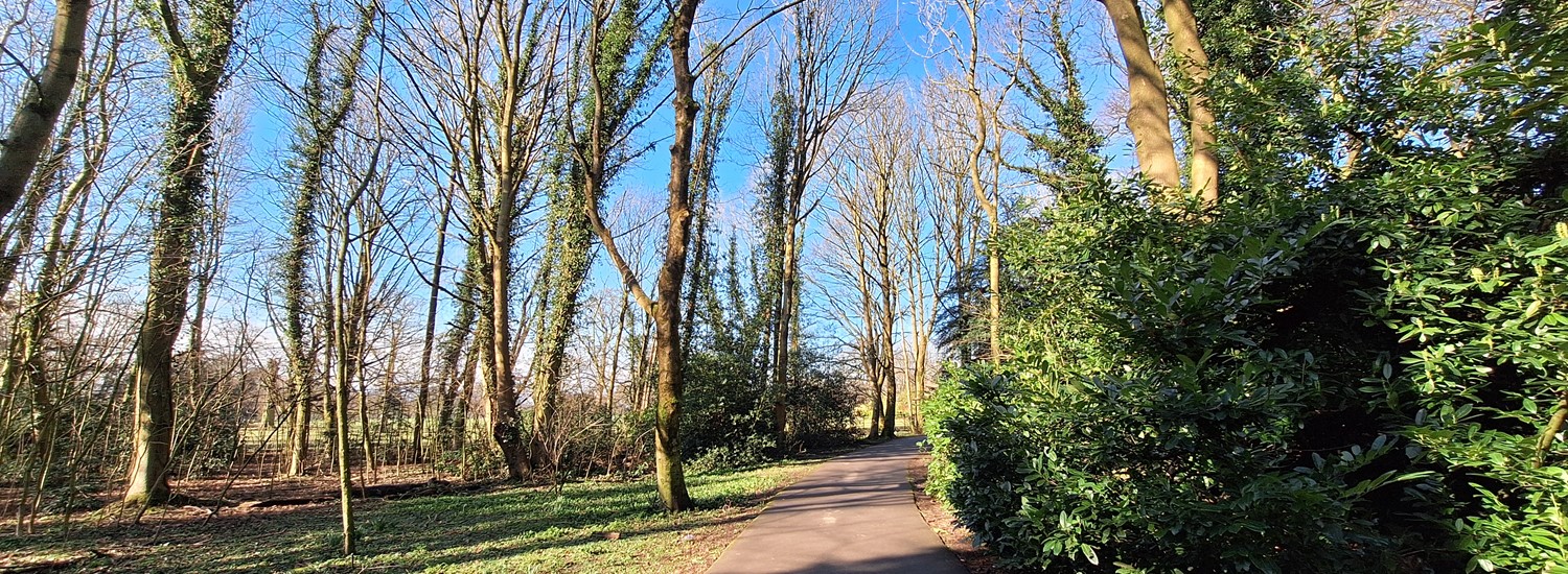 View in Graves Park of a brown gravel path surrounded by green grass with tall trees and a blue sky in the backgeround. 