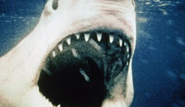 White Shark DNA mystery finally solved? — The Daily Jaws