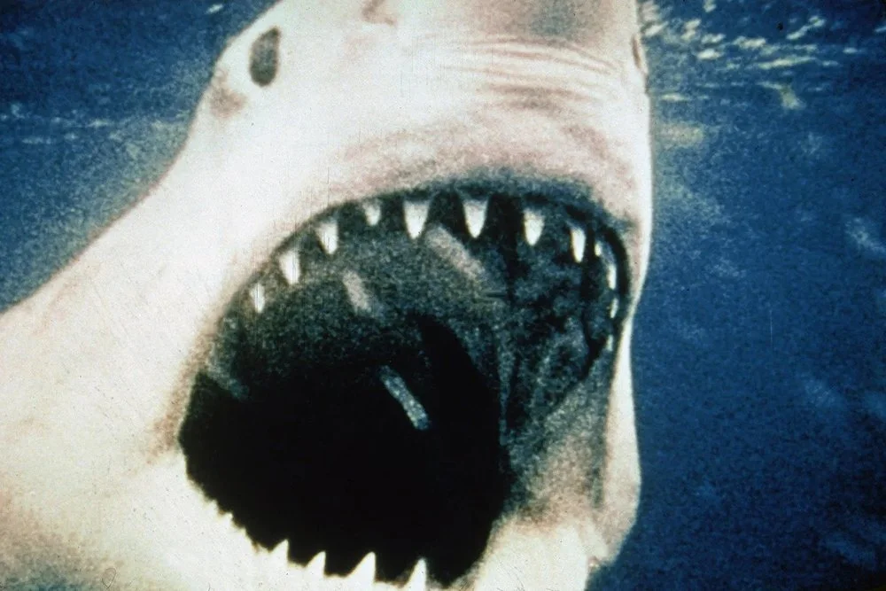 White Shark DNA mystery finally solved? — The Daily Jaws