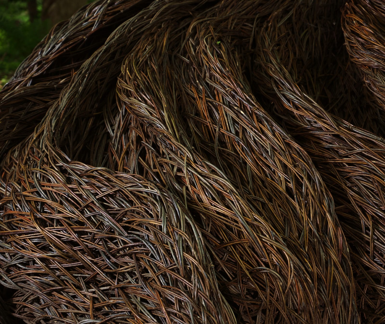 a detail of an abstract willow sculptural installation by Laura Ellen Bacon