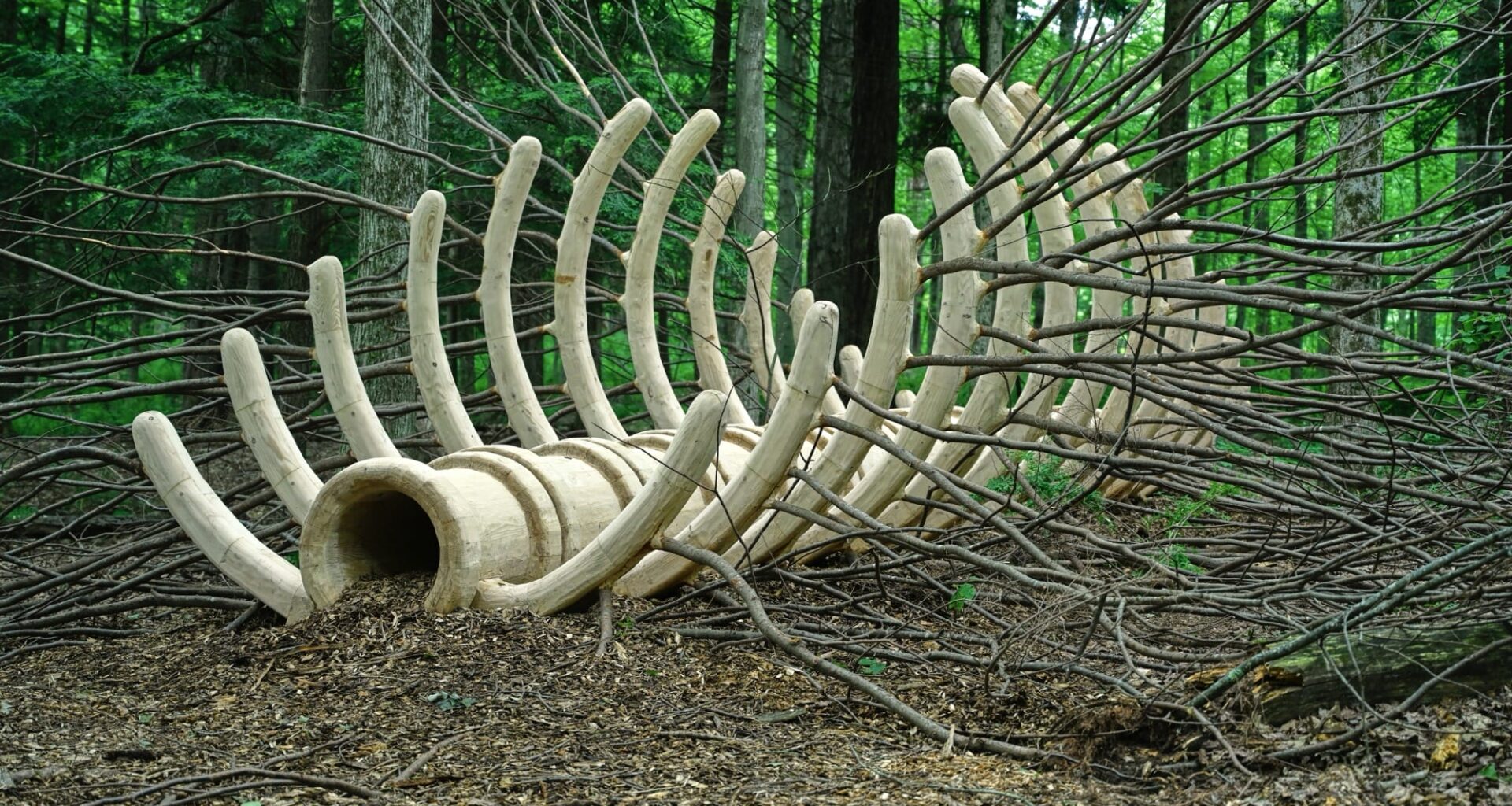 a sculpture by Hugh Hayden of a giant animal rib cage in the woods