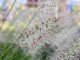 Close-ups: 2x - f/1.8, ISO 50, 1/248s - Realme 15 Pro  review