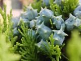 Close-ups: 2x - f/1.8, ISO 50, 1/393s - Realme 15 Pro  review