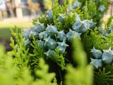 Close-ups: 1x - f/1.8, ISO 50, 1/631s - Realme 15 Pro  review