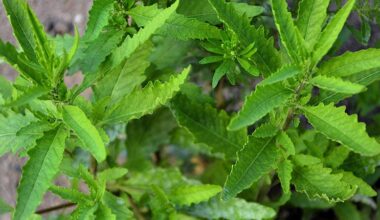 How Ancestral Plant Knowledge Could Shape Modern Medicine