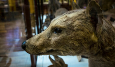 Can you name these extinct animals? · TheJournal.ie