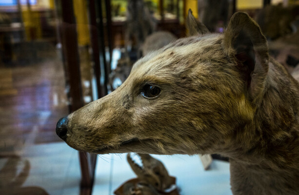 Can you name these extinct animals? · TheJournal.ie