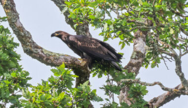 The white-tailed sea eagle has successfully been re-introduced to Ireland