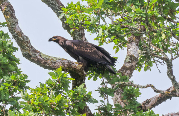 The white-tailed sea eagle has successfully been re-introduced to Ireland
