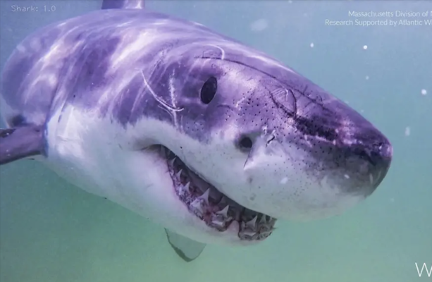 Great white shark sightings on the rise along US Atlantic coast - The Journal
