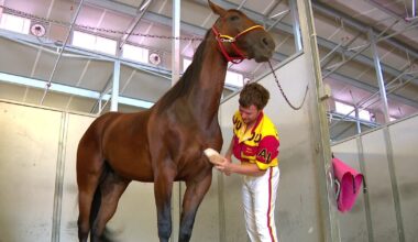 Minnesota horse races to best record in North America this season