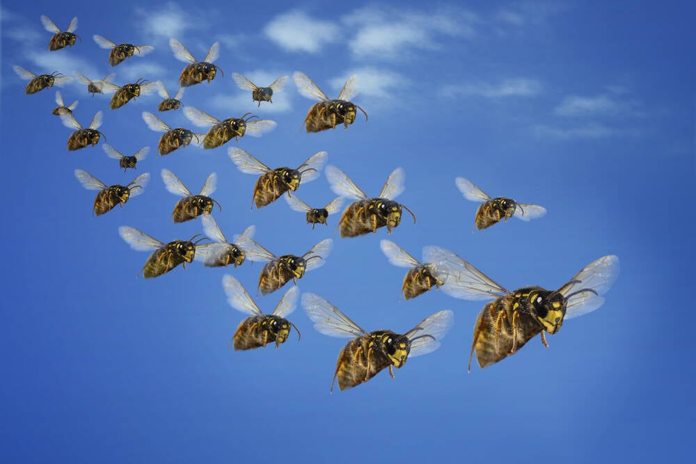 Codeberg beset by AI bots that now bypass Anubis defense • The Register