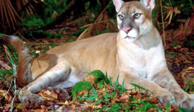 New study highlights success of relocating Texas pumas to improve Florida panther genetics – WFTV