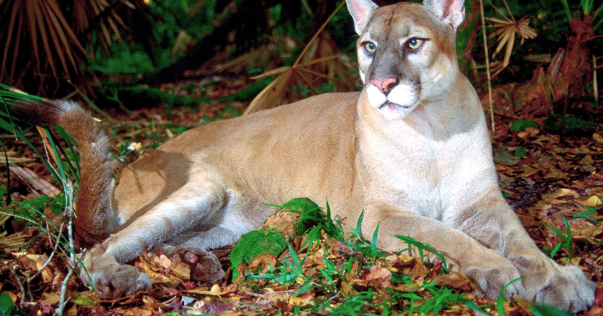 New study highlights success of relocating Texas pumas to improve Florida panther genetics – WFTV