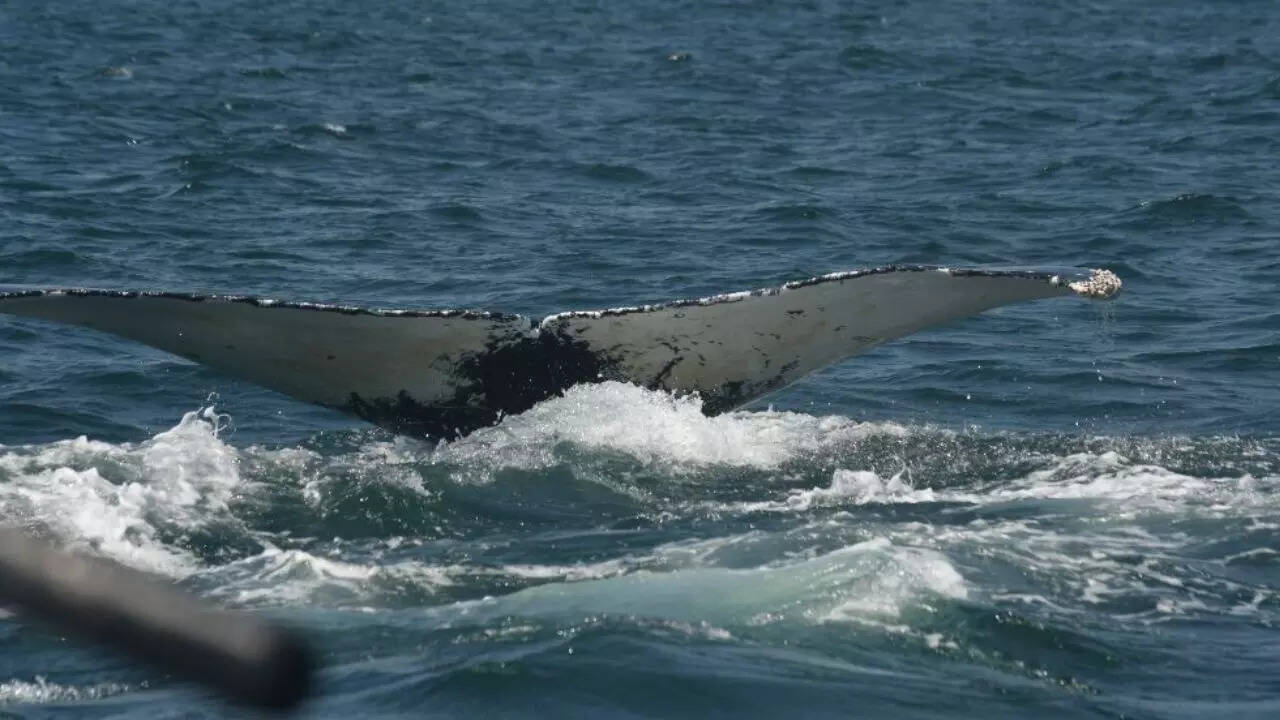 Humpback Whale