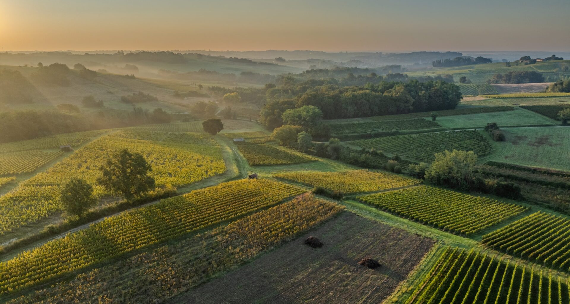 France’s wine output set for 2025 rebound