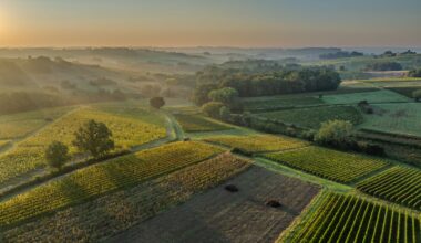 France’s wine output set for 2025 rebound