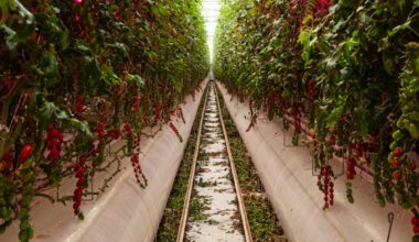 Politicians must support vertical farming or risk UK food security