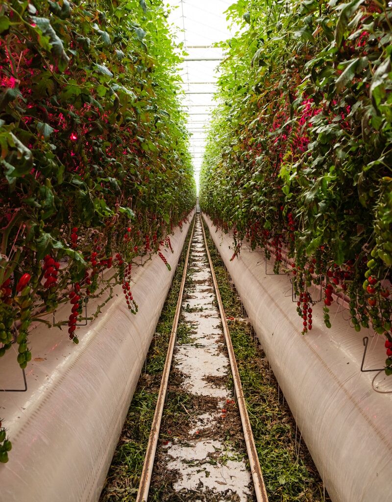 Politicians must support vertical farming or risk UK food security