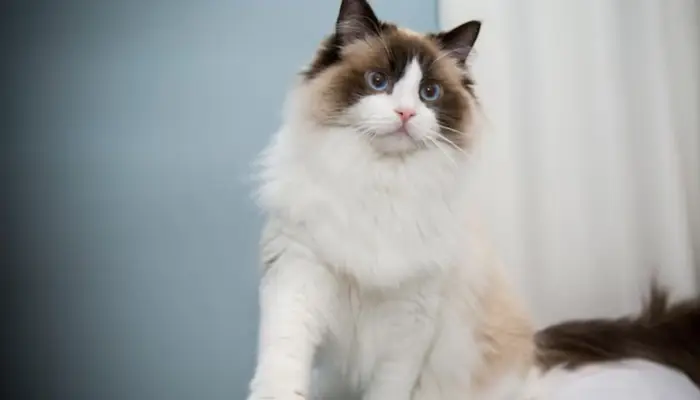 From Ragdoll Cat to Sphynx Cat: 5 friendly cat breeds in the world