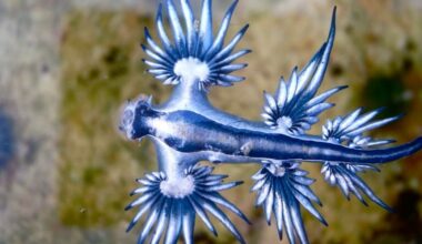 Tourists banned from Spanish beaches over killer ‘blue dragons’ - London Evening Standard