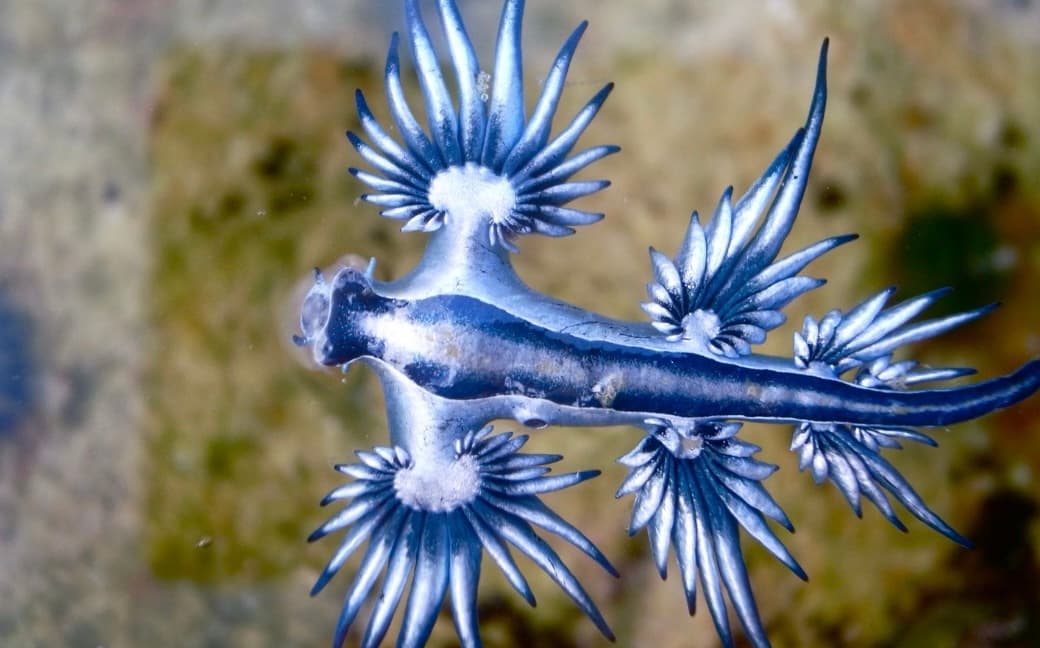 Tourists banned from Spanish beaches over killer ‘blue dragons’ - London Evening Standard