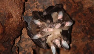 Scientists Discovered Bats Group Hugging and It’s Adorable