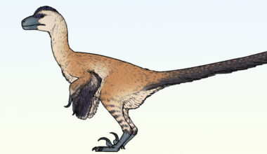 New Bird-Like Dinosaur from Mongolia Had Extremely Robust Hands
