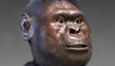 Early Homo and Australopithecus Co-Existed in Ethiopia before 2.5 Million Years Ago
