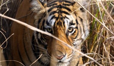 A female tiger. Tigers were among the first few species added to CITES Appendix I in 1975 to halt the illegal trade of tigers and their parts.