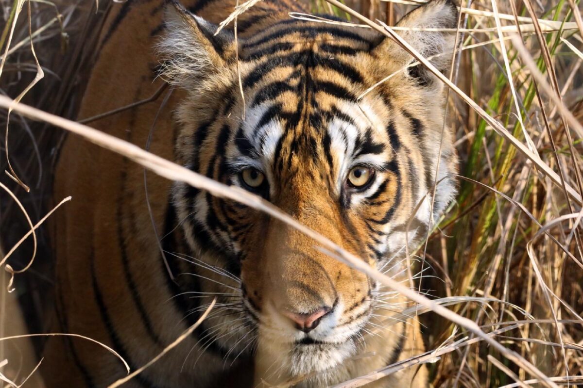 A female tiger. Tigers were among the first few species added to CITES Appendix I in 1975 to halt the illegal trade of tigers and their parts.