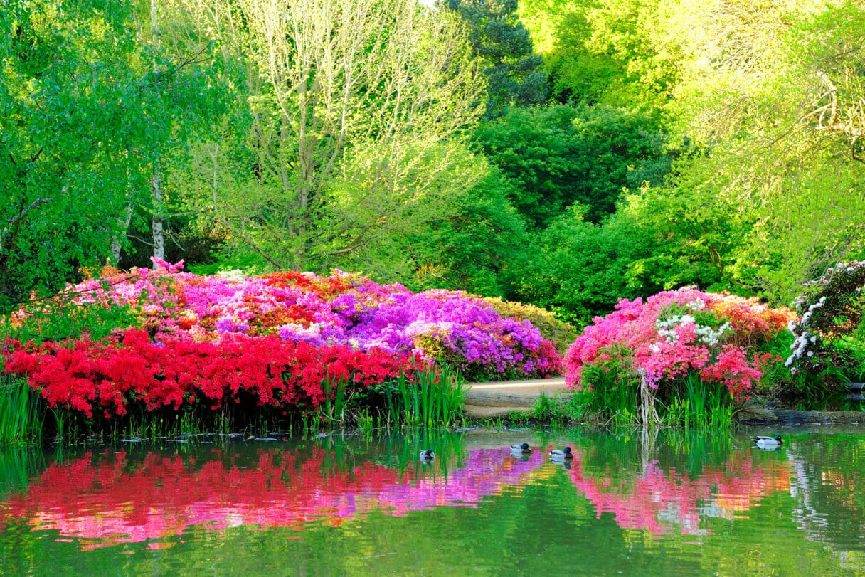 Isabella Plantation, Richmond