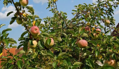 Apple harvest in the EU is expected to be the lowest in eight years, while a multiple increase is expected in the Czech Republic