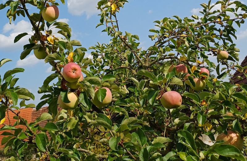 Apple harvest in the EU is expected to be the lowest in eight years, while a multiple increase is expected in the Czech Republic
