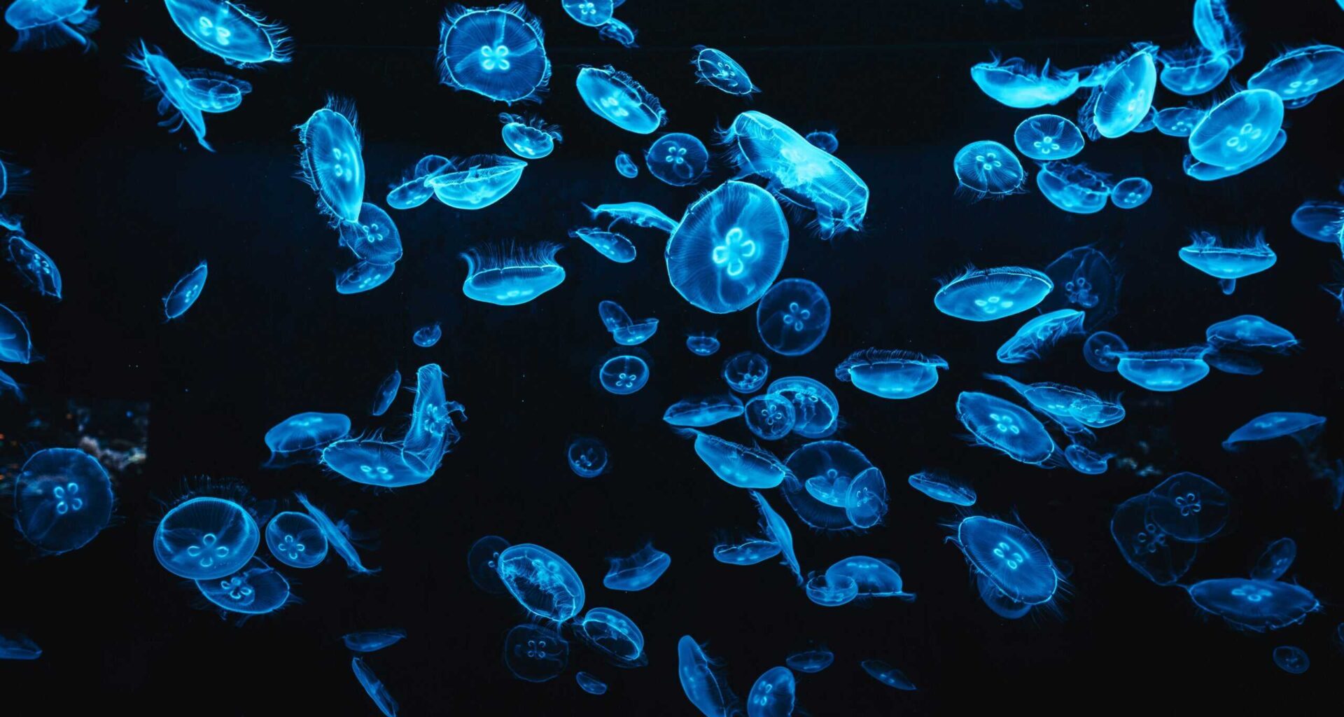 A swarm of jellyfish just shut down 10% of France's nuclear power