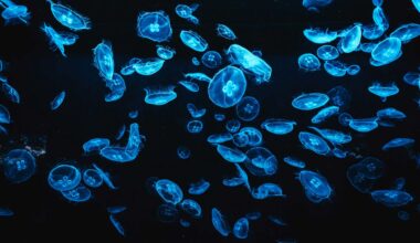 A swarm of jellyfish just shut down 10% of France's nuclear power