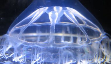 Scientists Found a Mysterious Barrier in The Ocean That Jellyfish Won't Cross : ScienceAlert