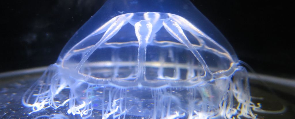 Scientists Found a Mysterious Barrier in The Ocean That Jellyfish Won't Cross : ScienceAlert