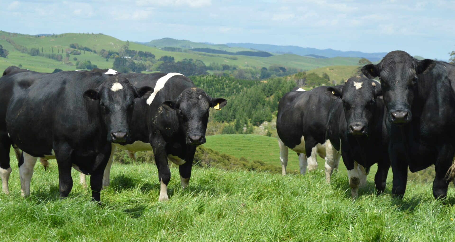 Strong farmer interest in new nProve beef genetics tool